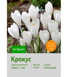 Крокус Ice Queen