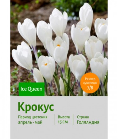 Крокус Ice Queen