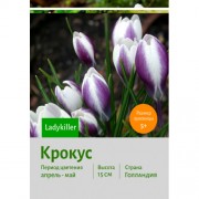 Крокус Ladykiller