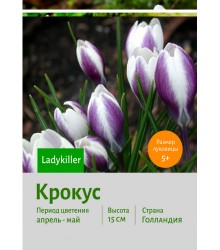 Крокус Ladykiller