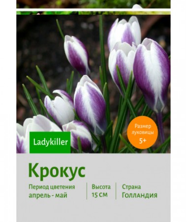 Крокус Ladykiller