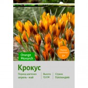 Крокус Orange Monarch
