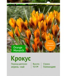 Крокус Orange Monarch