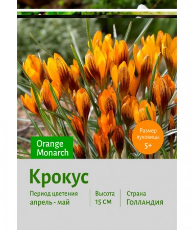 Крокус Orange Monarch