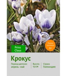 Крокус Prins Claus