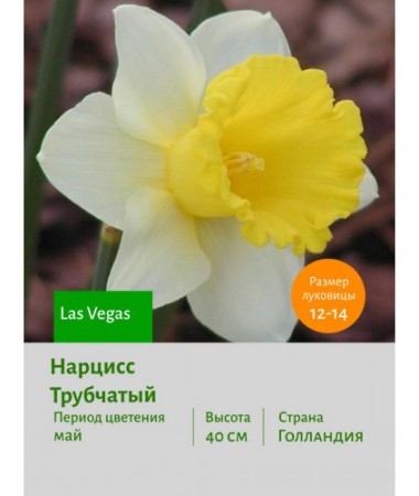 Нарцисс Трубчатый Las Vegas