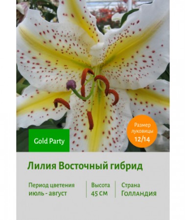 Лилия Gold Party