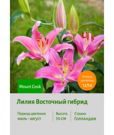 Лилия Mount Cook