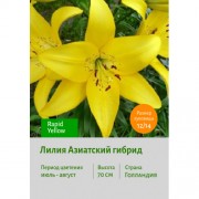 Лилия Rapid Yellow