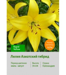 Лилия Rapid Yellow
