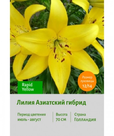 Лилия Rapid Yellow