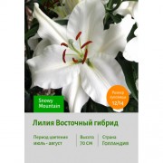 Лилия Snowy Mountain
