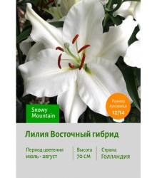 Лилия Snowy Mountain