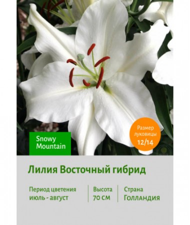 Лилия Snowy Mountain