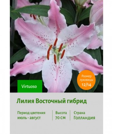 Лилия Virtuoso