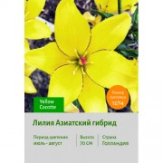 Лилия Yellow Cocotte