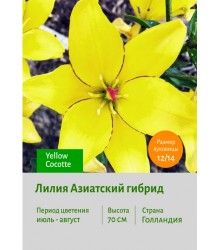 Лилия Yellow Cocotte