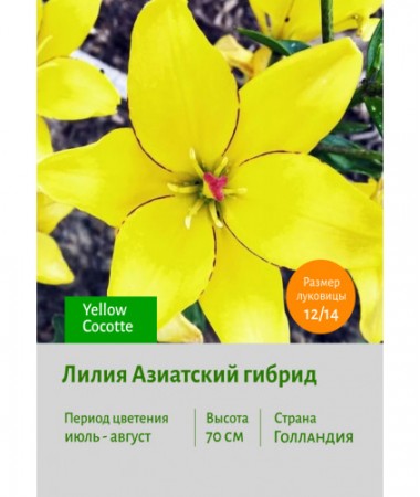 Лилия Yellow Cocotte