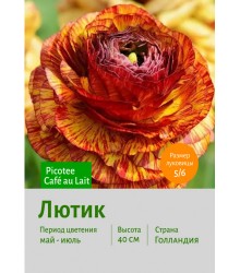 Лютик Picotee Café au Lait
