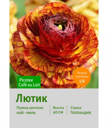 Лютик Picotee Café au Lait
