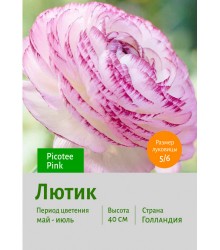 Лютик Picotee Pink