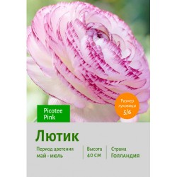 Лютик Picotee Pink