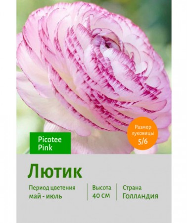 Лютик Picotee Pink