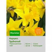 Нарцисс Трубчатый Marieke