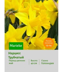 Нарцисс Трубчатый Marieke