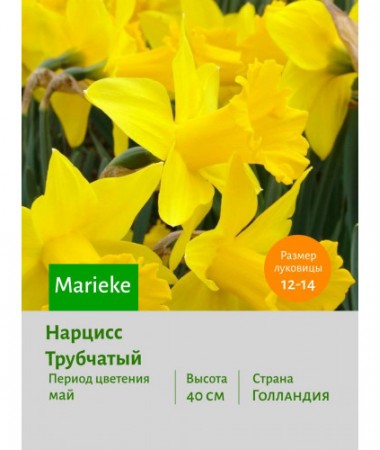 Нарцисс Трубчатый Marieke