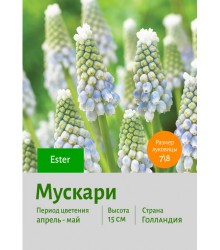 Мускари Ester