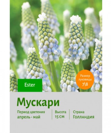Мускари Ester