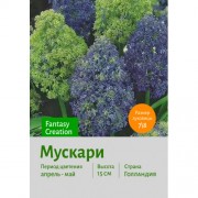 Мускари Fantasy Creation