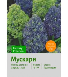Мускари Fantasy Creation