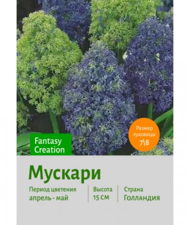 Мускари Fantasy Creation