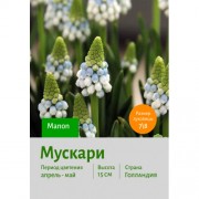 Мускари Manon