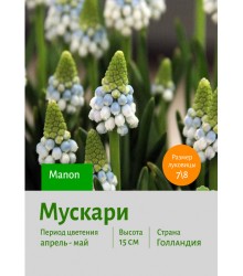 Мускари Manon
