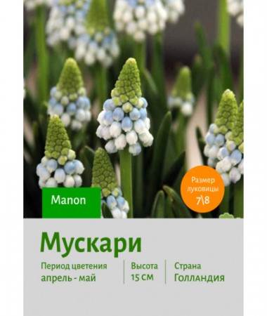 Мускари Manon