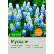 Мускари Peppermint