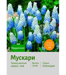 Мускари Peppermint