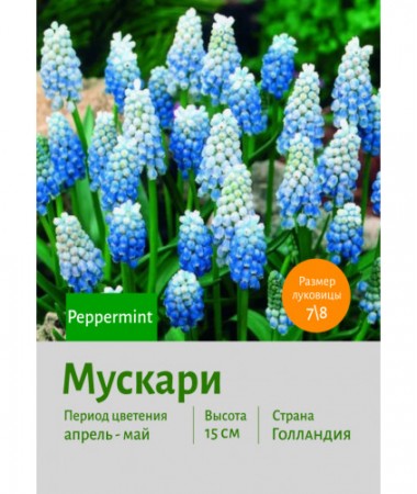Мускари Peppermint