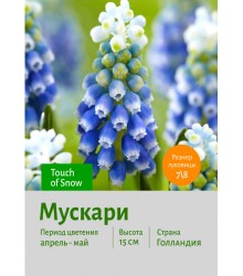 Мускари Touch of Snow