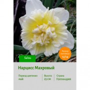 Нарцисс Махровый Salou