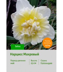 Нарцисс Махровый Salou