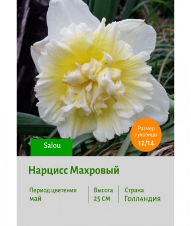 Нарцисс Махровый Salou