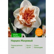 Нарцисс Махровый Bright Paradise