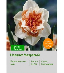 Нарцисс Махровый Bright Paradise