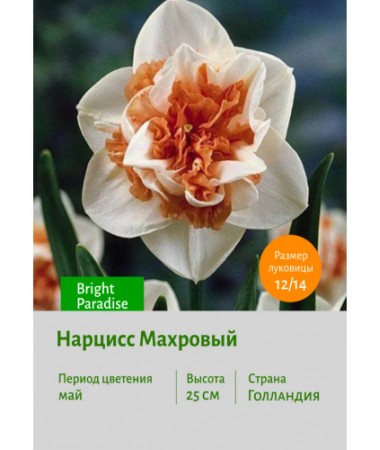 Нарцисс Махровый Bright Paradise