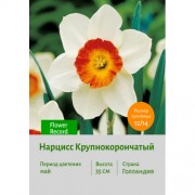 Нарцисс Крупнокорончатый Flower Record