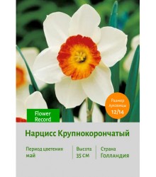 Нарцисс Крупнокорончатый Flower Record
